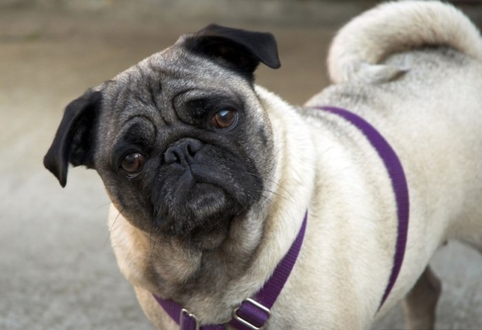 八哥犬壽命延長