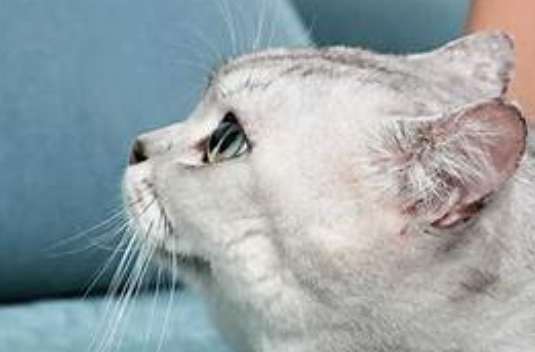 貓咪眼睛睜不開