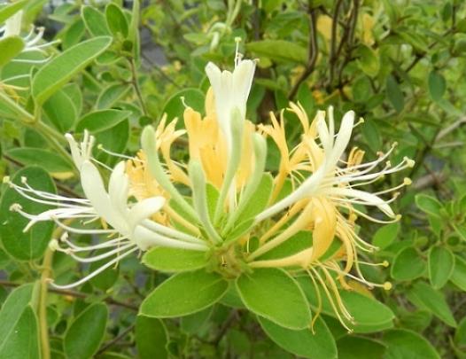 甘草金銀花茶功效