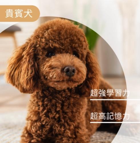 聰明犬種訓練