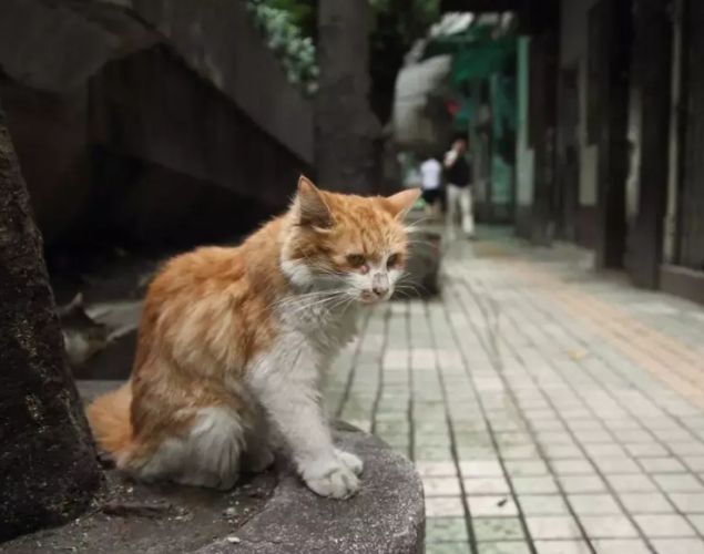 街猫饮食指南