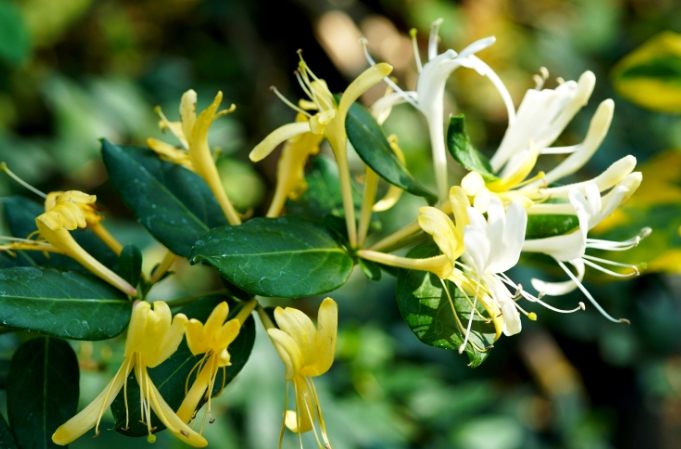 金銀花中醫應用