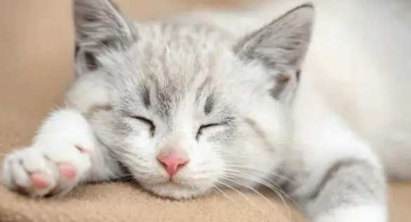 貓瘟危險期症狀