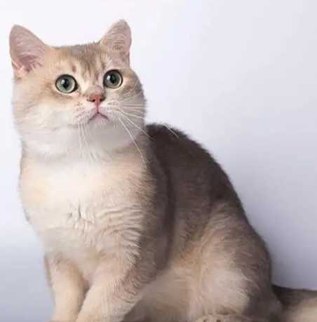 英國短毛貓健康