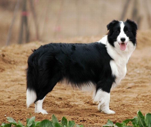 邊境牧羊犬聰明度