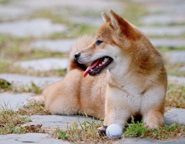 柴犬体型定型时间