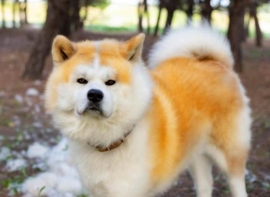 秋田犬柴犬區別