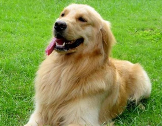 金毛犬常见问题