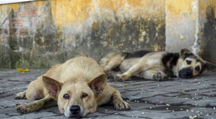 流浪狗領養流程