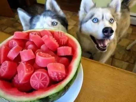狗吃西瓜安全