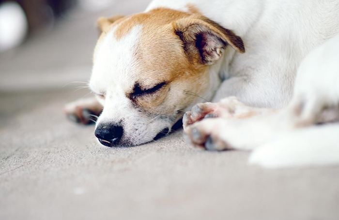 狗狗嘔吐怎麼辦