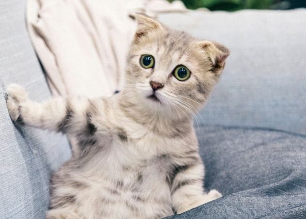 貓吐了精神很好