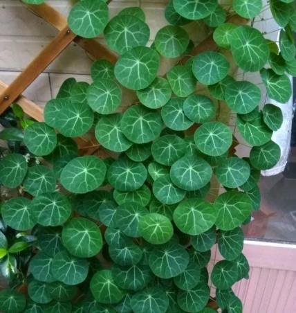 山烏龜種植方法