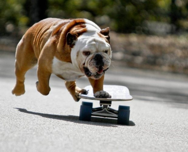 鬥牛犬健康問題