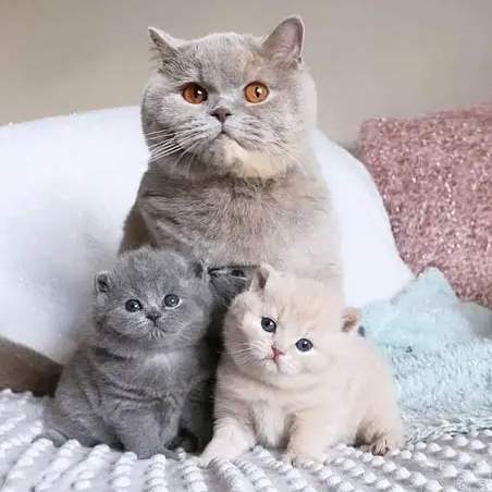 英國短毛貓價格