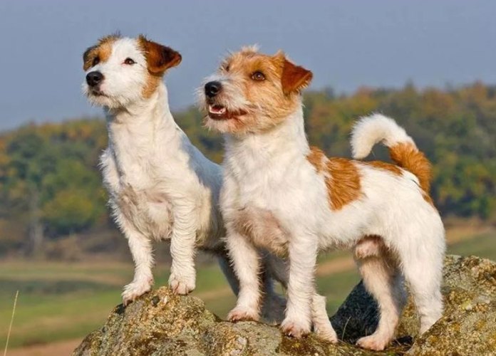 如何延長傑克羅素壽命