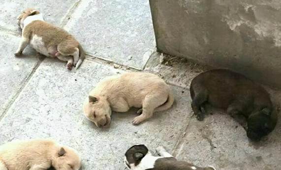 流浪狗領養流程