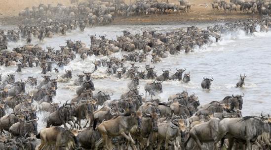 非洲動物遷徙旅行