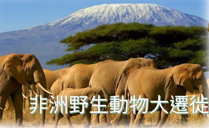 動物大遷徙路線