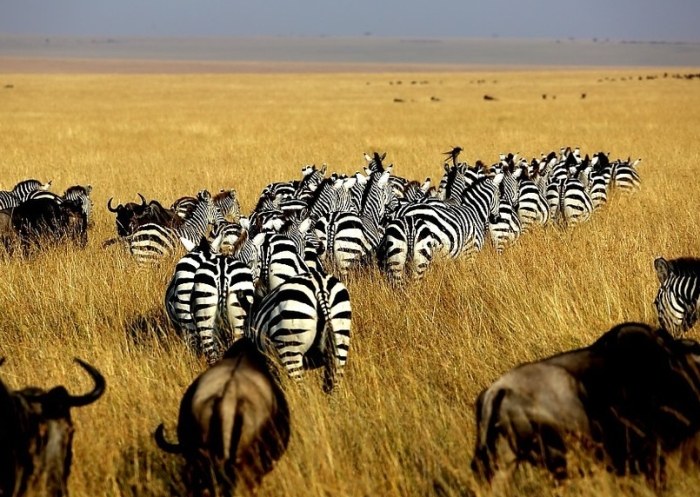 非洲動物大遷徙時間
