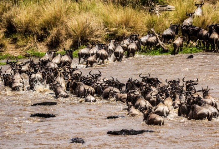 非洲動物大遷徙時間