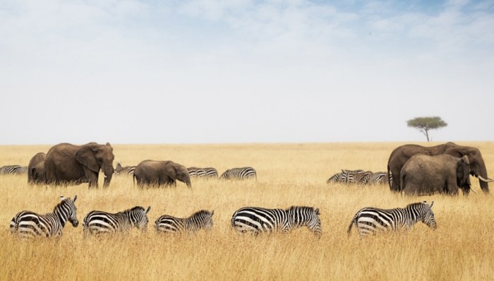 動物大遷徙季節
