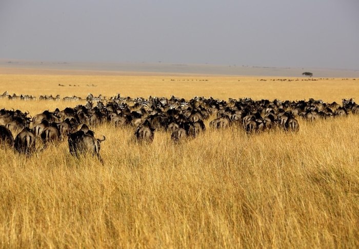 非洲遷徙最佳時間