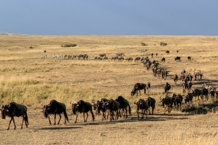 非洲遷徙最佳時間