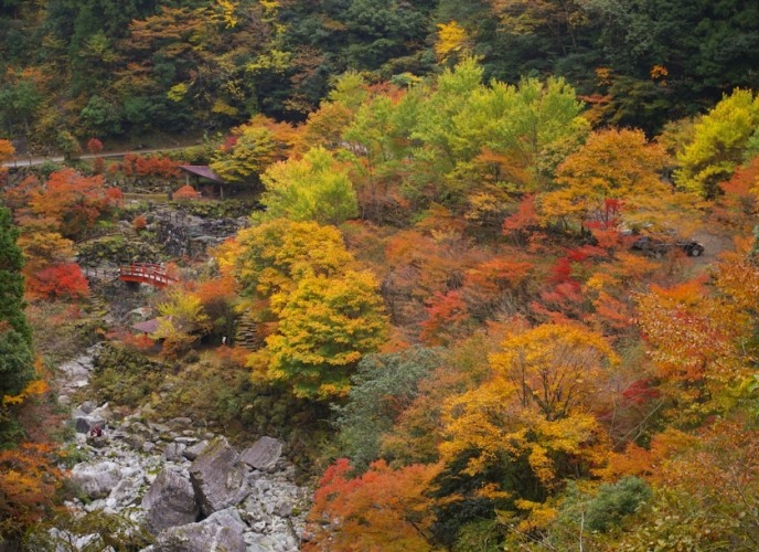 高知賞楓景點