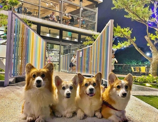 宜蘭寵物友善室內景點