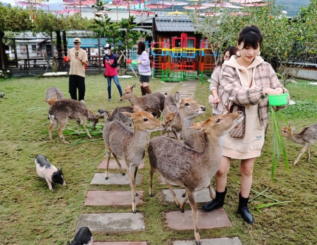 三星蔥文化館 寵物