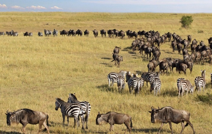 動物大遷徙路線