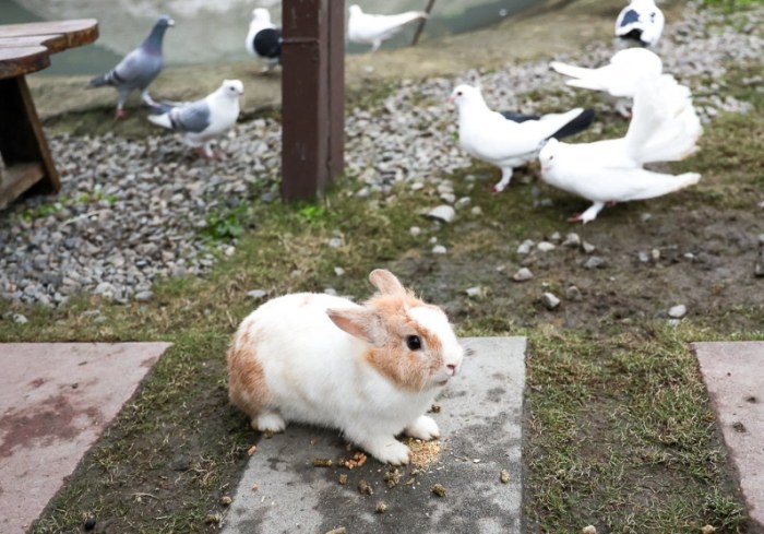 三星蔥文化館 寵物