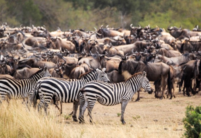 動物大遷徙季節