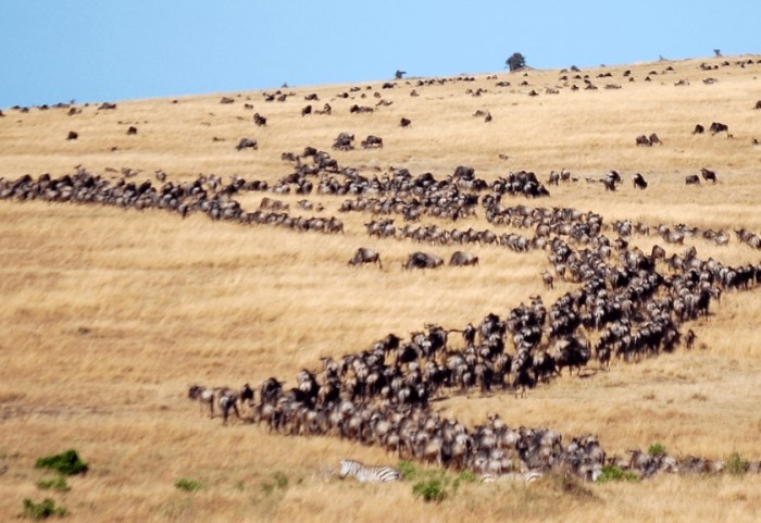 動物大遷徙路線