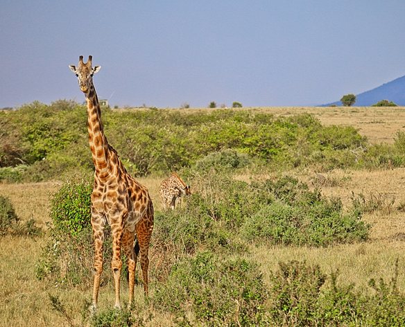 動物大遷徙旅遊