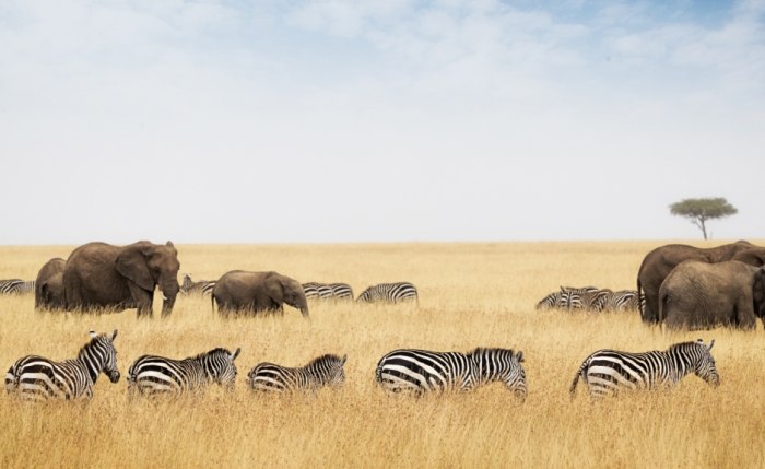 马赛马拉动物大迁徙