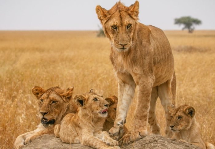 马赛马拉动物大迁徙