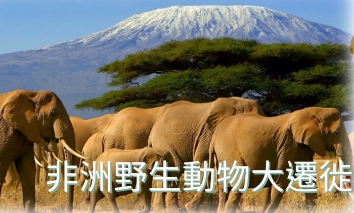 非洲動物大遷徙