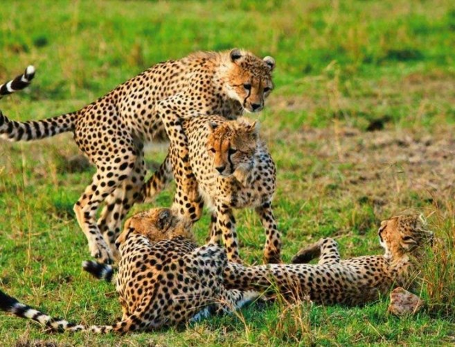 马赛马拉动物大迁徙