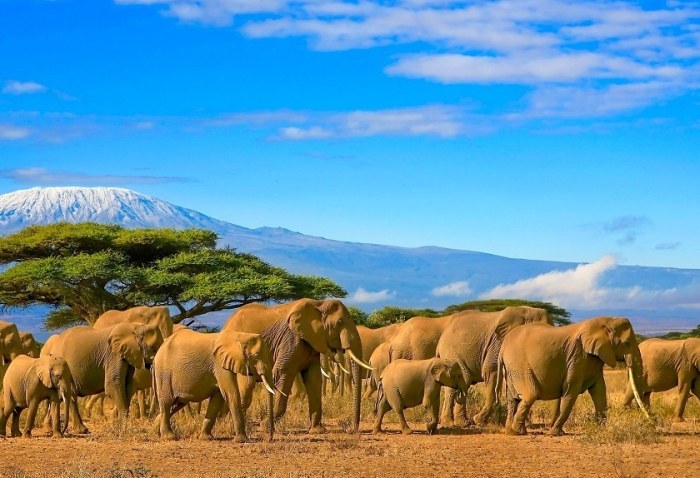 動物大遷徙旅遊