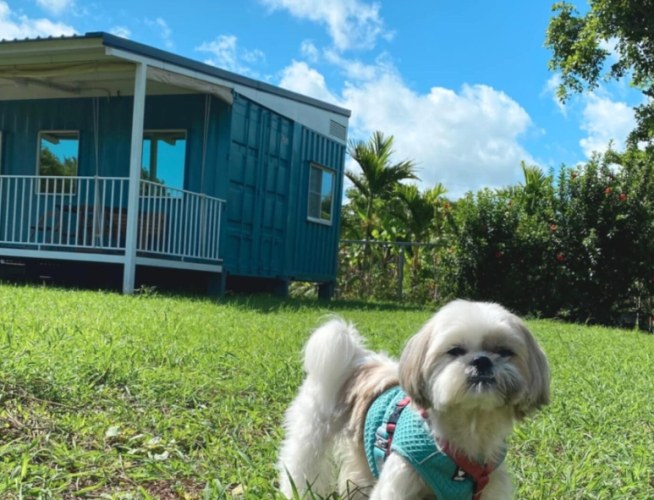 嘉義帶寵物旅遊住宿