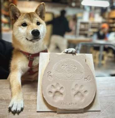 台灣東部帶寵物旅遊