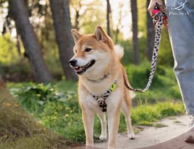 台灣東部帶寵物旅遊