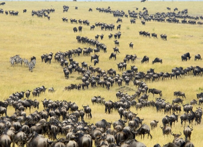 马赛马拉动物大迁徙