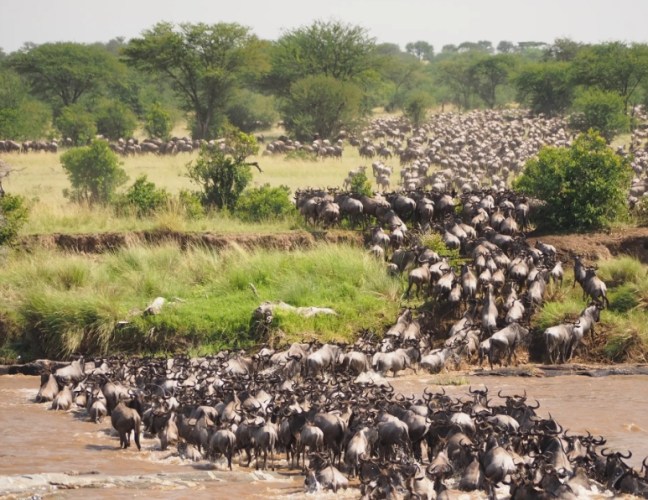 非洲動物大遷徙