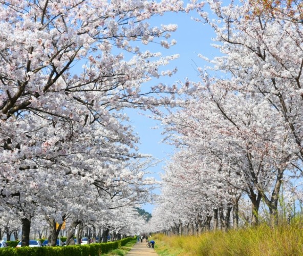 韓國櫻花季節
