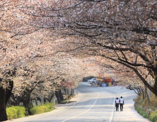 韓國櫻花季節