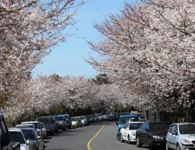 韓國櫻花季節