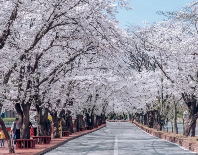 韓國櫻花季節